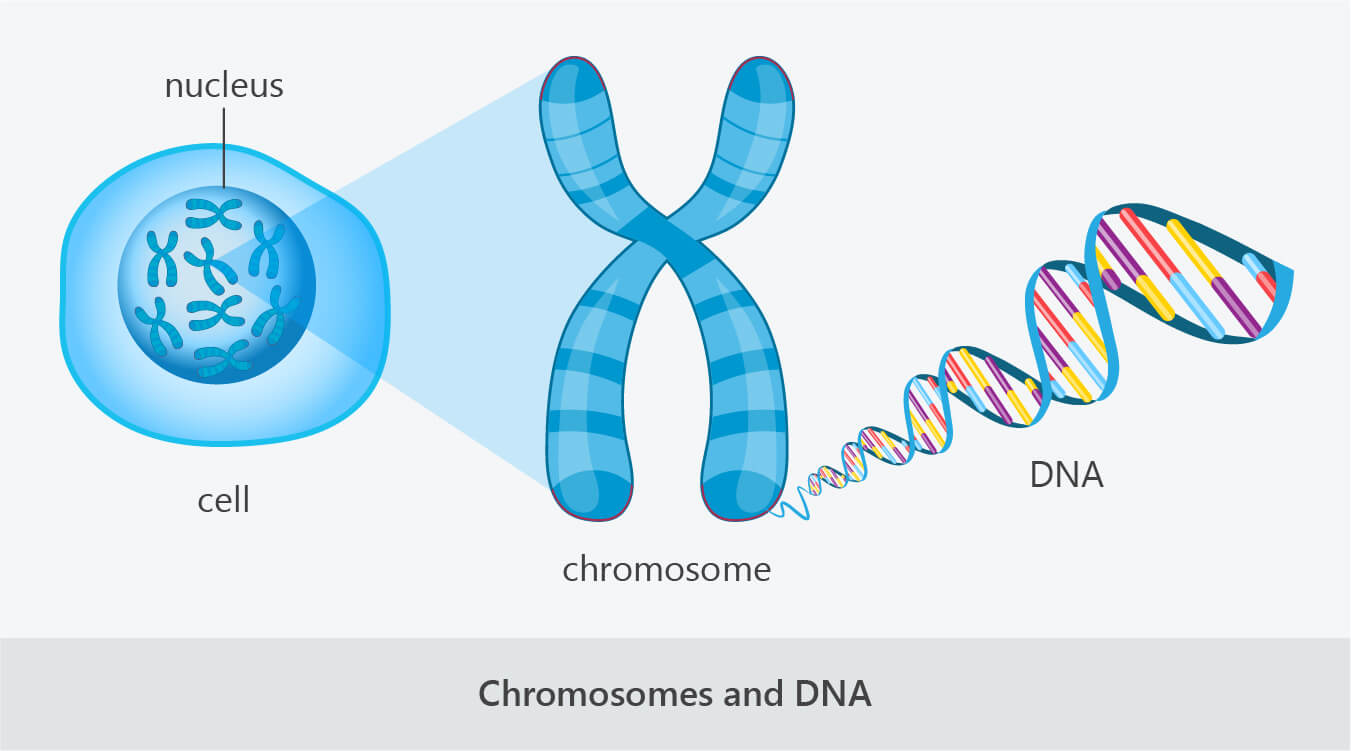 cell nucleus chromosome dna