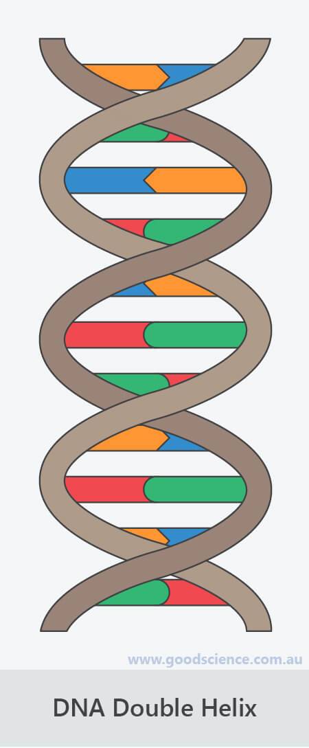 dna double helix