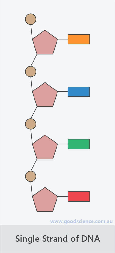 dna single strand