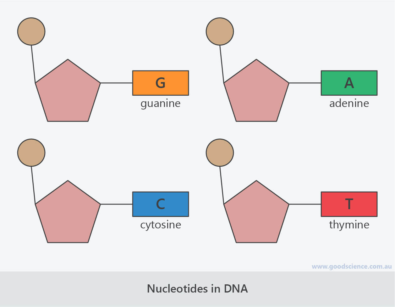 nucleotides bases dna