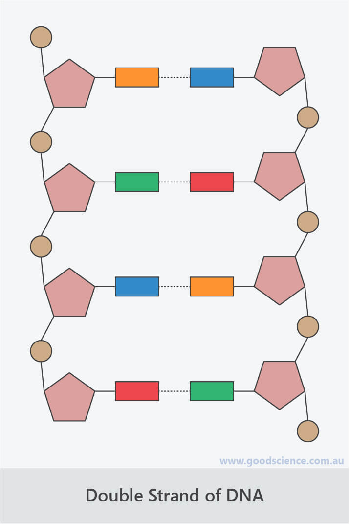 dna double strand