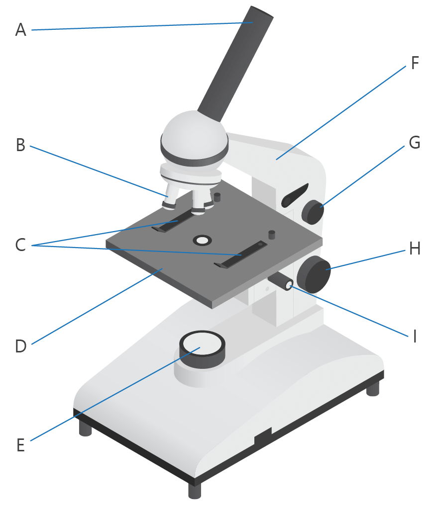 compound microscope labelling