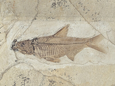 fish fossil earth history