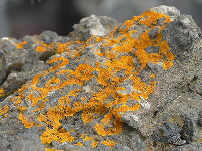 biosphere lichen rock