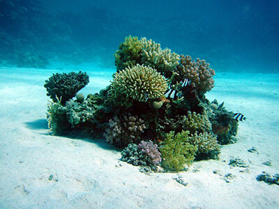 biosphere ocean coral