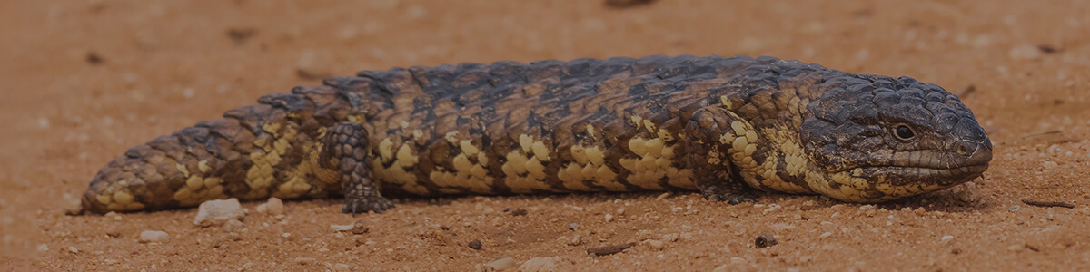 year 10 biology workbook good science