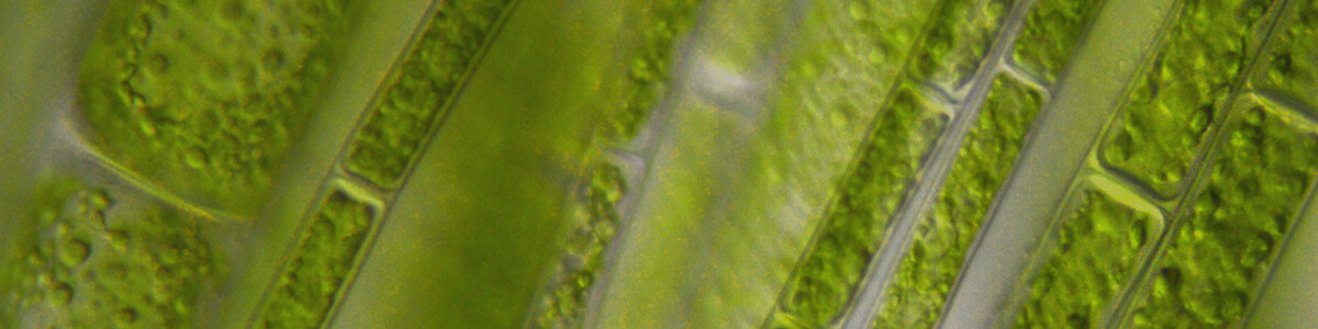 year 8 science online courses