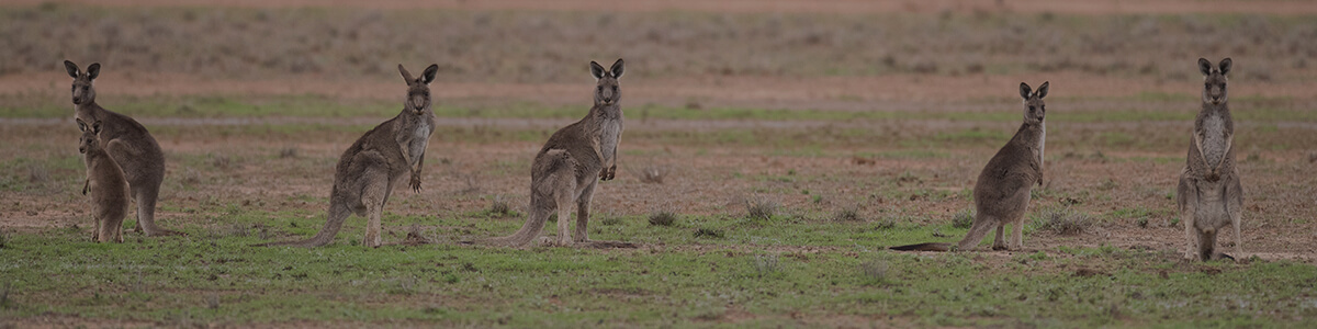 year 9 biology online workbook australian curriculum