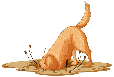 dog digging hole