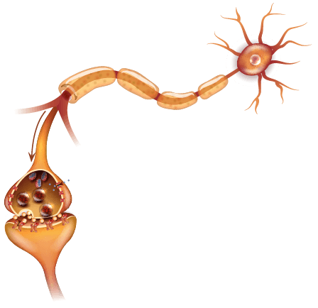 synapse and neurotransmitters